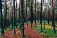 Viru bog trail